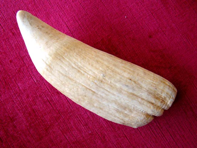 A RARELY seen large 19th century whale's tooth over 9" long and weighing more than 2 pounds